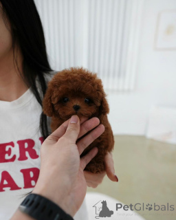 Zdjęcie №3. Nasze szczenięta są bardzo malutkie i mają wspaniałą osobowość. Finlandia