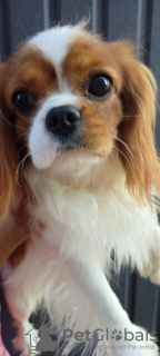 Zdjęcie №1. cavalier king charles spaniel - na sprzedaż w Kijów | 7639zł | Zapowiedź №11621