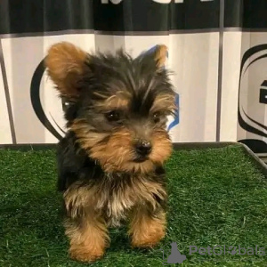 Zdjęcie №1. yorkshire terrier - na sprzedaż w Iowa City | 1585zł | Zapowiedź №111383