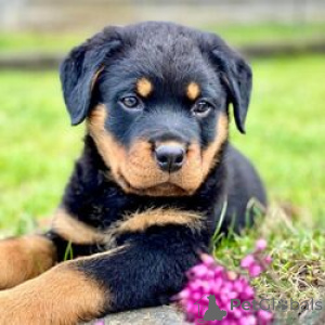 Zdjęcie №1. rottweiler - na sprzedaż w ATTARD | negocjowane | Zapowiedź №169453