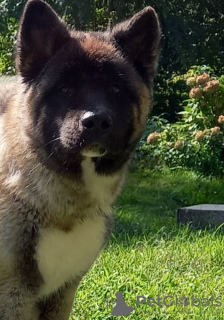 Zdjęcie №2 do zapowiedźy № 30241 na sprzedaż  akita amerykańska - wkupić się Polska prywatne ogłoszenie