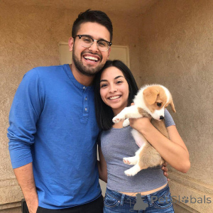 Zdjęcie №3. Strona główna Hodowane szczenięta corgi Szczenięta do adopcji. Włochy