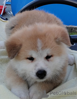 Zdjęcie №2 do zapowiedźy № 68220 na sprzedaż  akita (rasa psa) - wkupić się Serbia hodowca