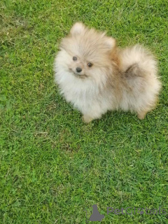 Zdjęcie №2 do zapowiedźy № 144857 na sprzedaż  szpic miniaturowy - wkupić się Serbia hodowca