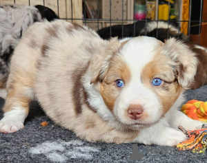 Zdjęcie №3. Urocze Chiot Berger Australien à Donner. Luksemburg