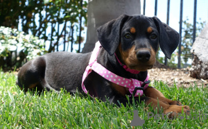 Zdjęcie №3. Pure Black and Tan Doberman Pup do nowego domu. Australia