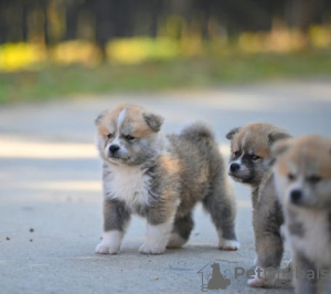 Dodatkowe zdjęcia: Szczenięta Akita Inu