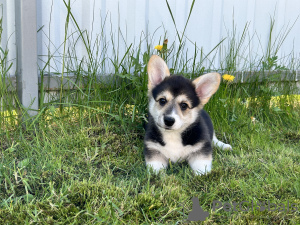 Dodatkowe zdjęcia: Szczenięta Pembroke Welsh Corgi