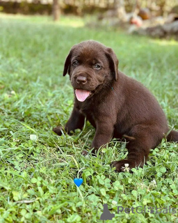 Zdjęcie №3. Labrador Retriever Welpen Zur Adoption. Niemcy