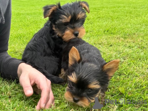 Zdjęcie №1. yorkshire terrier - na sprzedaż w Murcia | negocjowane | Zapowiedź №176379