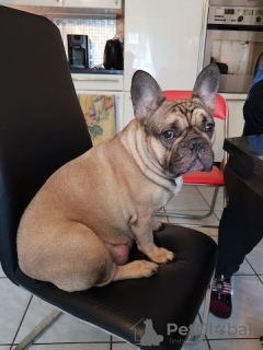 Zdjęcie №3. Französische Bulldogge Welpen. Niemcy