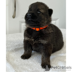 Zdjęcie №3. SPRZEDAM OWCZAREK NIEMIECKI. Kolumbia