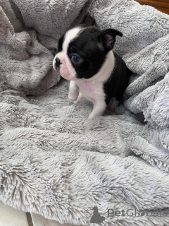 Zdjęcie №3. Prachtige Boston Terrier-szczenię zoeken een Liefdevol nieuw thuis. Holandia