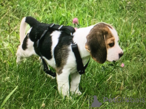 Zdjęcie №1. beagle (rasa psa) - na sprzedaż w Berlin | 1166zł | Zapowiedź №28791