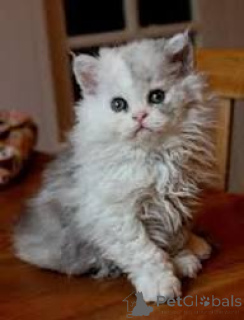 Zdjęcie №1. selkirk rex długowłosy - na sprzedaż w Bruksela | 2392zł | Zapowiedź № 172715