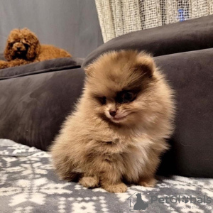 Zdjęcie №3. Piękne szczenięta Szpic miniaturowy. Szwajcaria