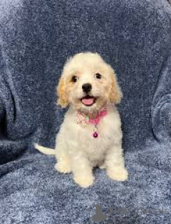 Zdjęcie №2 do zapowiedźy № 163882 na sprzedaż  kawapu - wkupić się Holandia prywatne ogłoszenie, hodowca