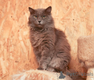 Zdjęcie №4. Sprzedam  w Chimki. ze schronu - cena - Bezpłatny