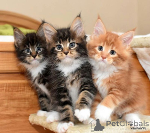 Zdjęcie №1. kot norweski leśny - na sprzedaż w Aizlingen | 1674zł | Zapowiedź № 157351