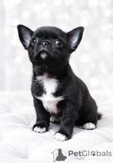 Zdjęcie №1. chihuahua (rasa psów) - na sprzedaż w Dnipro | 2870zł | Zapowiedź №176858