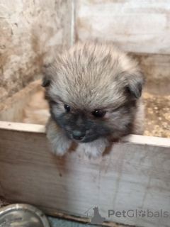 Zdjęcie №3. Szczenięta szpiców pomorskich. Serbia