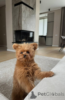 Zdjęcie №2 do zapowiedźy № 157433 na sprzedaż  pudel (zabawka) - wkupić się Wielka Brytania prywatne ogłoszenie