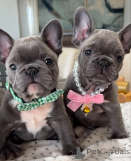 Zdjęcie №1. buldog francuski - na sprzedaż w Дрезден | negocjowane | Zapowiedź №140721