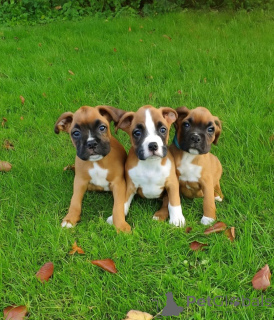 Zdjęcie №1. bokser - na sprzedaż w Hamburg | 1435zł | Zapowiedź №154995