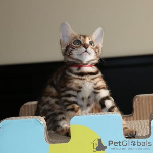 Zdjęcie №2 do zapowiedźy № 130162 na sprzedaż  kot bengalski - wkupić się Niemcy prywatne ogłoszenie