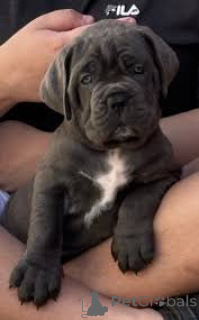 Zdjęcie №1. cane corso - na sprzedaż w Paryż | 5740zł | Zapowiedź №166743