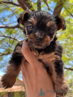 Zdjęcie №3. Urocze szczenięta Yorkshire Terrier o słodkich, zabawnych osobowościach. Nowa Zelandia