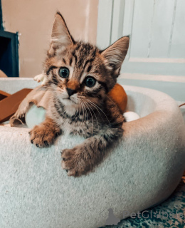 Zdjęcie №3. Erstaunliche Bengal-Kätzchen Zur Adoption. Niemcy