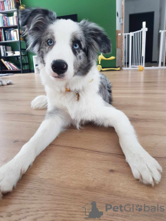 Dodatkowe zdjęcia: Border Collie / Blue merle / Typ Show / samiec / FCI / ZKwP