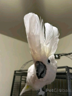 Zdjęcie №2 do zapowiedźy № 167052 na sprzedaż   - wkupić się Austria 