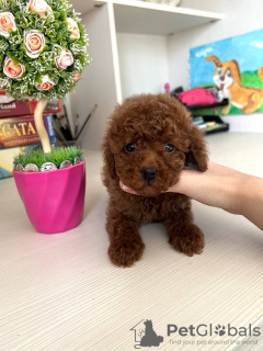 Zdjęcie №2 do zapowiedźy № 115149 na sprzedaż  maltipu - wkupić się Niemcy prywatne ogłoszenie