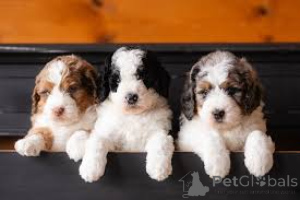 Zdjęcie №3. F1 Bernadoodles gotowy. Austria