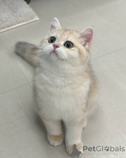 Zdjęcie №2 do zapowiedźy № 157999 na sprzedaż  kot brytyjski krótkowłosy - wkupić się Irlandia prywatne ogłoszenie