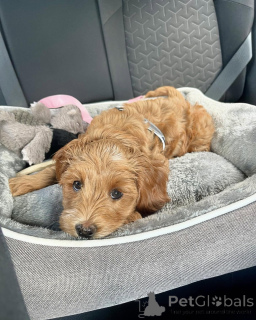 Zdjęcie №1. labradoodle - na sprzedaż w Damüls | negocjowane | Zapowiedź №156421