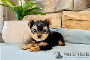 Dodatkowe zdjęcia: Szczeniak Yorkshire Terrier Filiżanka do bezpłatnej adopcji