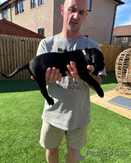 Zdjęcie №4. Sprzedam cane corso w Wiener Neustadt. hodowca - cena - 1430zł