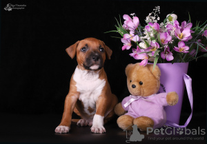 Zdjęcie №3. Szczenięta rasy American Staffordshire Terrier. Ukraina