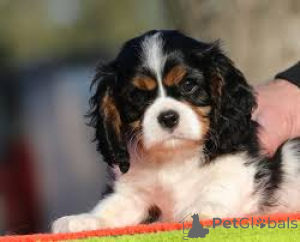 Zdjęcie №2 do zapowiedźy № 166730 na sprzedaż  cavalier king charles spaniel - wkupić się Francja prywatne ogłoszenie, hodowca