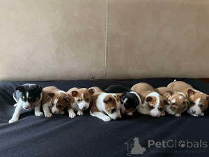 Zdjęcie №4. Sprzedam basenji w Werbass.  - cena - Bezpłatny