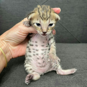 Zdjęcie №4. Sprzedam kot bengalski w Newcastle. hodowca - cena - 2780zł