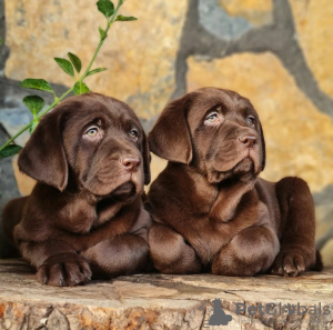 Zdjęcie №2 do zapowiedźy № 63324 na sprzedaż  labrador retriever - wkupić się Polska prywatne ogłoszenie