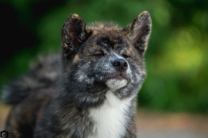 Zdjęcie №1. akita (rasa psa) - na sprzedaż w Charków | 3080zł | Zapowiedź №3598