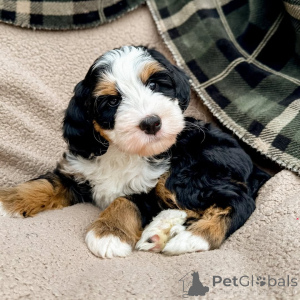 Zdjęcie №2 do zapowiedźy № 160073 na sprzedaż  labradoodle - wkupić się Irlandia prywatne ogłoszenie