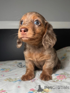 Zdjęcie №1. jamnik - na sprzedaż w Augustusburg | negocjowane | Zapowiedź №164710