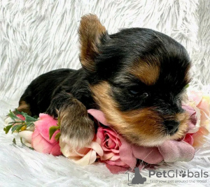 Zdjęcie №2 do zapowiedźy № 123112 na sprzedaż  yorkshire terrier biewer - wkupić się USA hodowca