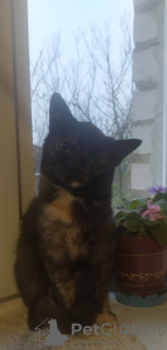 Zdjęcie №2 do zapowiedźy № 79694 na sprzedaż   - wkupić się Białoruś prywatne ogłoszenie